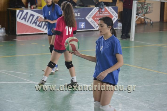 volley _1ogel-kassandra040